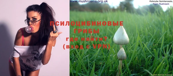 прущие грибы Елабуга